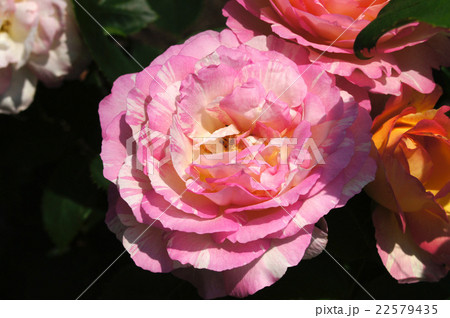 バラの花“マルク・シャガール” 22579435