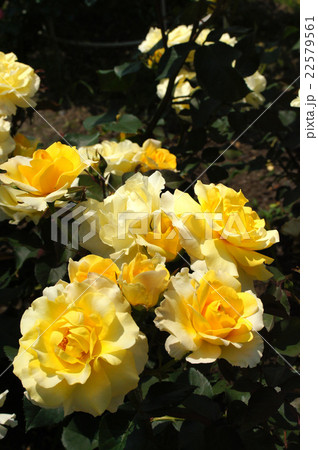 バラの花“カスク　ドール” 22579561