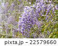 藤 22579660