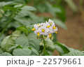 ジャガイモの花 22579661
