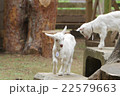 子山羊 22579663