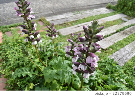 美しく咲いたアカンサスモリスの花 22579690