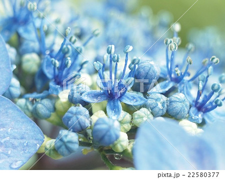 ガクアジサイの両性花の写真素材