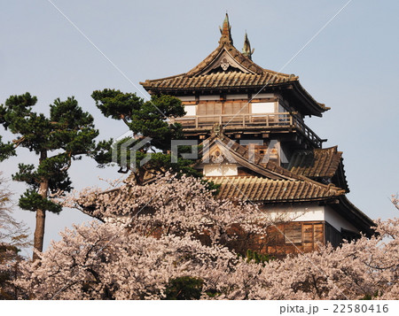 桜咲く丸岡城 桜咲く丸岡城 22580416