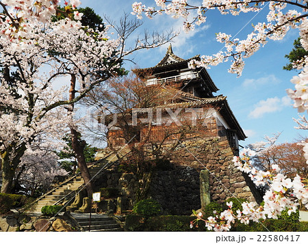 桜咲く丸岡城 22580417