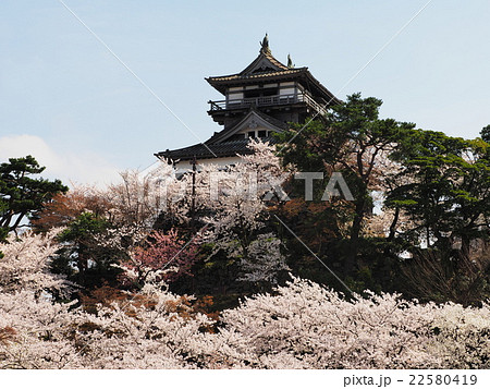 桜咲く丸岡城の写真素材