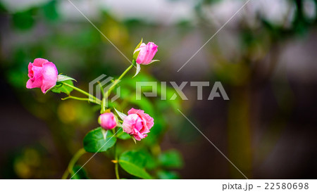 ピンクの薔薇 ピンクの薔薇 22580698
