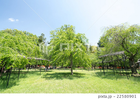 新緑の上賀茂神社（京都の風景） 22580901