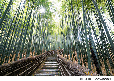 化野念仏寺（あだしのねんぶつじ）の新緑の竹林（京都の風景） 22580904