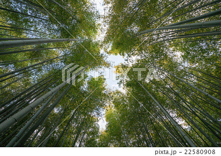 化野念仏寺(あだしのねんぶつじ)の新緑の竹林(京都の風景) 化野念仏寺(あだしのねんぶつじ)の新緑の竹林(京都の風景) 22580908