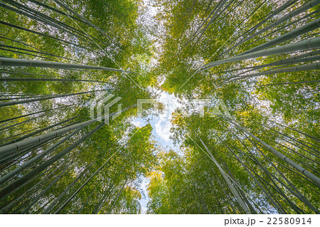 化野念仏寺（あだしのねんぶつじ）の新緑の竹林（京都の風景） 22580914
