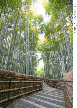 化野念仏寺（あだしのねんぶつじ）の新緑の竹林（京都の風景） 22580915