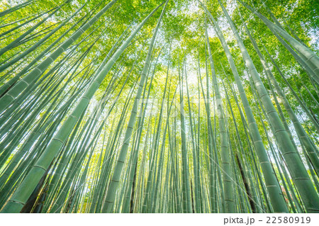 化野念仏寺(あだしのねんぶつじ)の新緑の竹林(京都の風景) 化野念仏寺(あだしのねんぶつじ)の新緑の竹林(京都の風景) 22580919