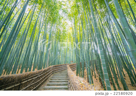 化野念仏寺（あだしのねんぶつじ）の新緑の竹林（京都の風景） 22580920