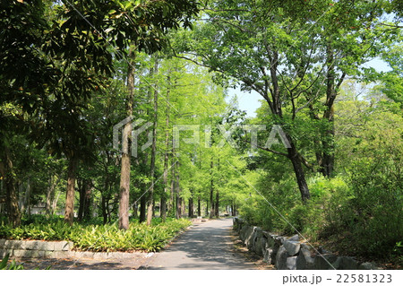 並木道 22581323