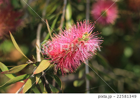 ブラシノキ 22581349