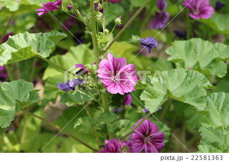 コモンマロウ 22581363