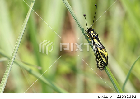 キバネツノトンボ 22581392