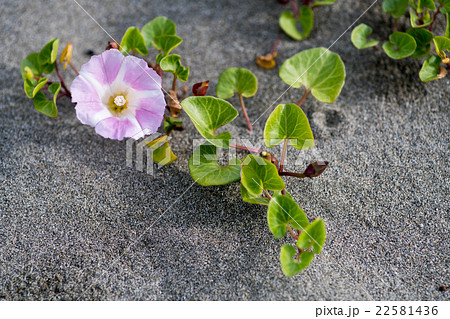 磯ノ浦の砂浜に咲く浜朝顔の花(和歌山県の風景) 磯ノ浦の砂浜に咲く浜朝顔の花(和歌山県の風景) 22581436