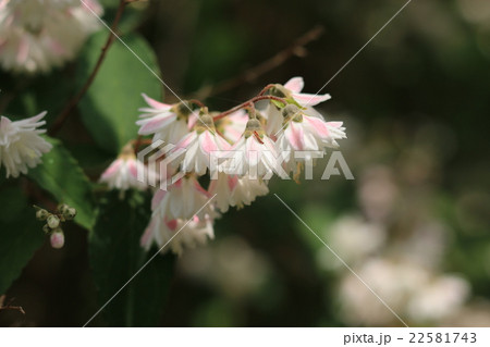 サラサウツギ サラサウツギ 22581743