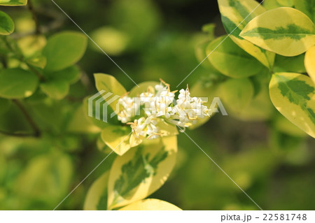 フイリオオバイボタ 22581748