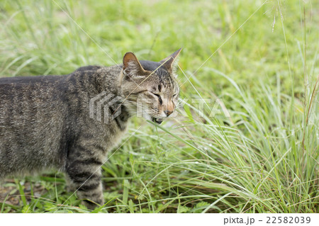 草原と猫 草原と猫 22582039