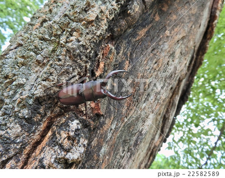 ノコギリクワガタ ( 2016年 愛知県名古屋市 ) ノコギリクワガタ ( 2016年 愛知県名古屋市 ) 22582589