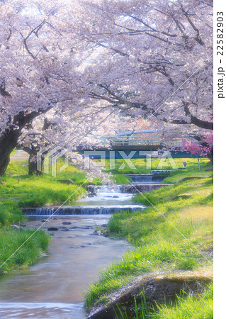 観音寺川の桜並木 22582903