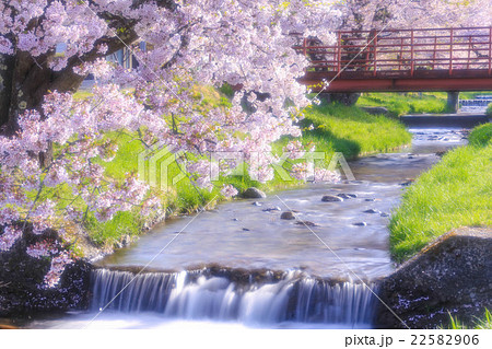 観音寺川の桜並木 22582906