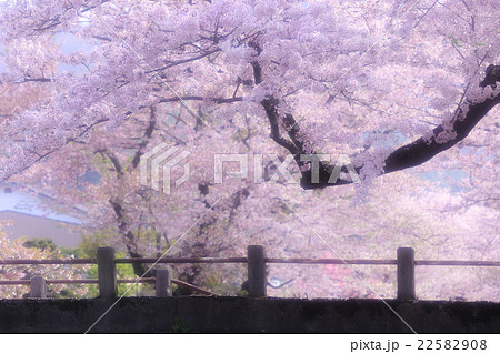 観音寺川の桜並木 22582908