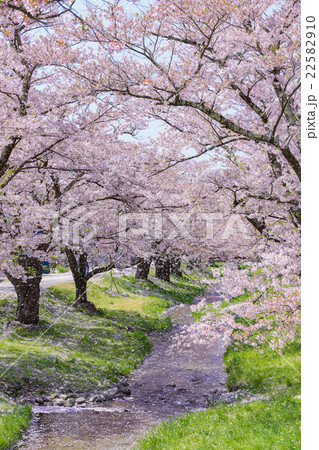 観音寺川の桜並木 22582910
