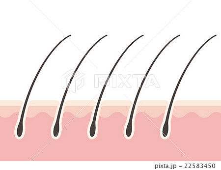 頭皮のイラスト素材