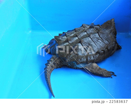 ワニガメ 22583637