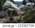 山の中の桜 22583736