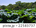 夏の池 22583737