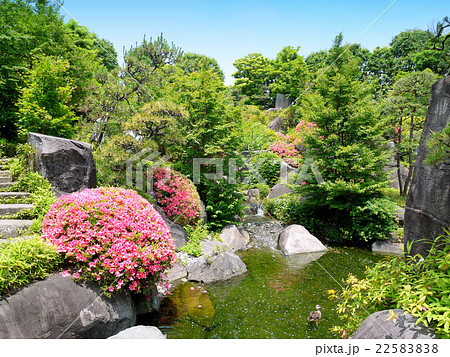 目白庭園のサツキとカルガモ（5月）東京都豊島区 22583838