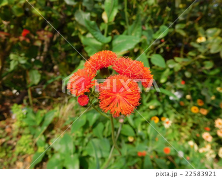 ベニニガナ 22583921