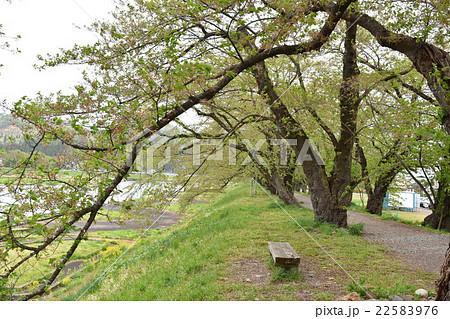 角館の桧木内川堤のソメイヨシノの葉桜 22583976