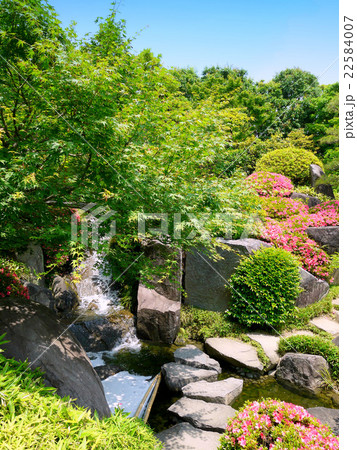 目白庭園の滝とサツキ（5月）東京都豊島区 22584007