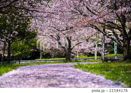 桜 22584176