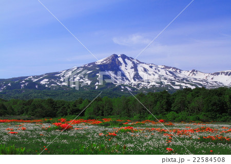 桑ノ木台湿原と鳥海山 22584508