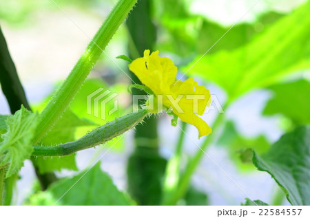 小さいきゅうりと雌花の写真素材