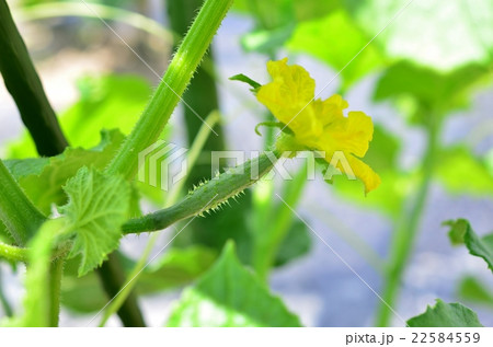 小さいきゅうりと雌花の写真素材