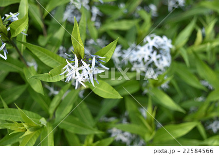 チョウジの花の写真素材