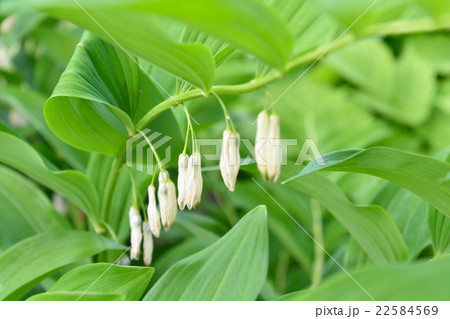 アマドコロの花 22584569