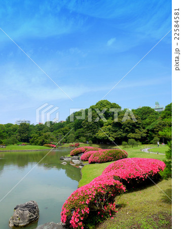 六義園のサツキ（5月）東京都文京区 22584581