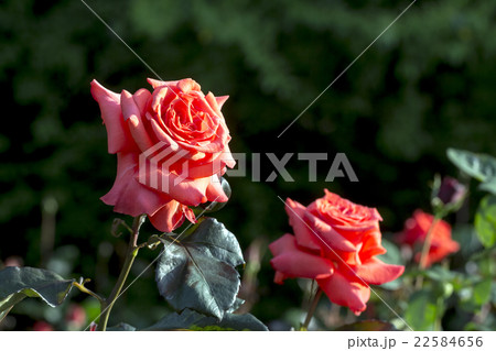 バラ バラ 22584656