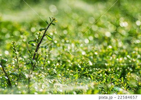 クモの糸 クモの糸 22584657