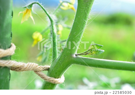 ミニトマトのわき芽 ミニトマトのわき芽 22585030