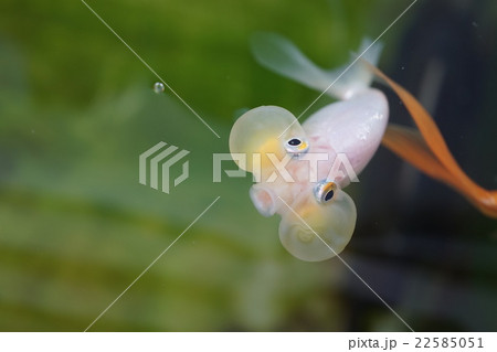 スイホウガン 水泡眼 キンギョ 金魚 白 スイホウガン 水泡眼 キンギョ 金魚 白 22585051